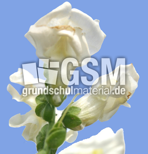 Loewenmaeulchen-weiss.jpg